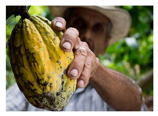 UTZ certified cocoa